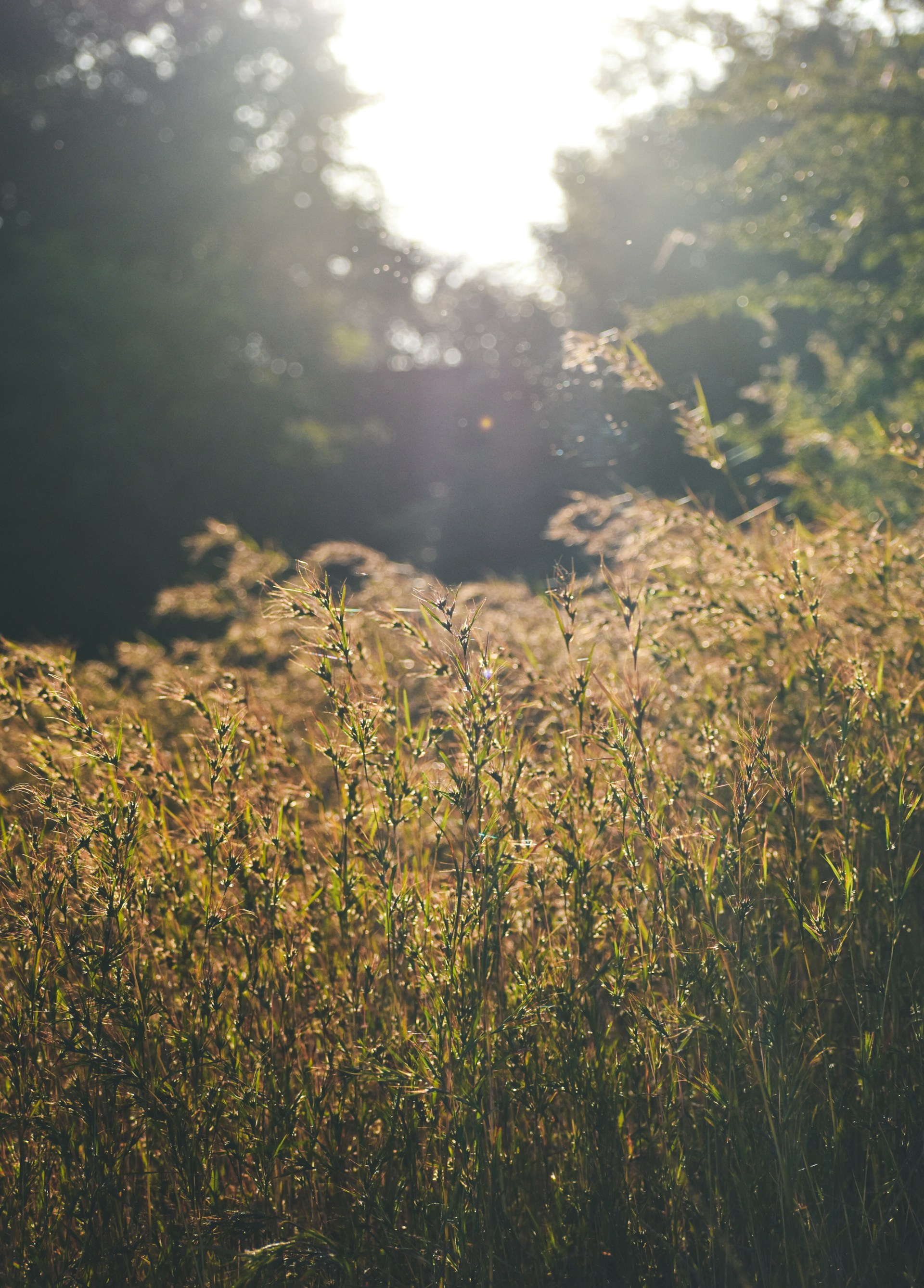 Image of an autumn field